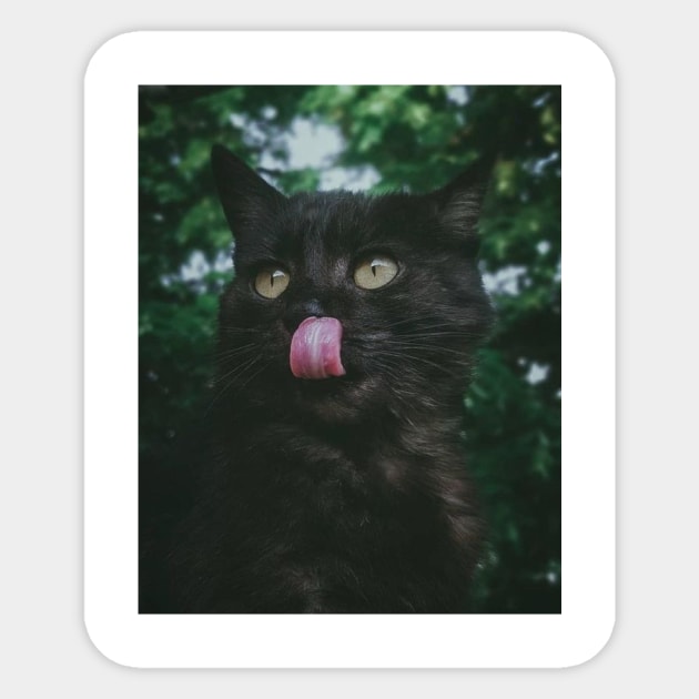 black cat Sticker by milicab